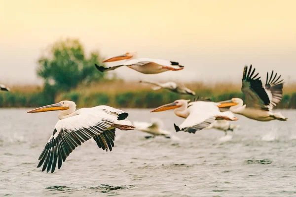 Flying Pelicans Danube Delta Europe Romania — Stock Photo, Image