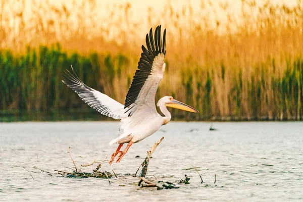 Пелікан Вирушає Ранковий Рейс Дельти Дунаю Румунія — стокове фото