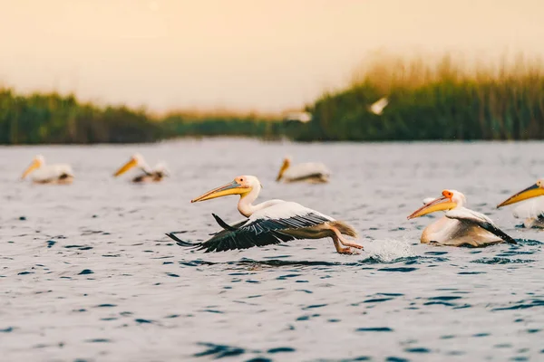 Pelicans Flying Low Water Danube Delta Stock Image