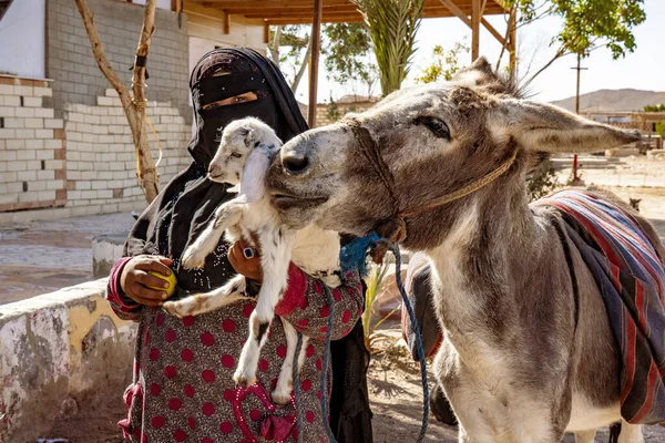 ルクソール エジプト 1月2019 子羊とロバと伝統的な服の古いエジプトの女性 — ストック写真