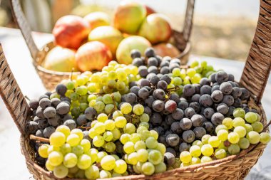 Romanya 'nın güneyinde sazlıktan yapılan kırmızı ve beyaz üzüm sepeti. Sonbahar güneşinde taze toplanmış üzümler.