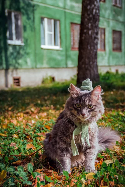 Сірий кіт в осінньому листі — стокове фото