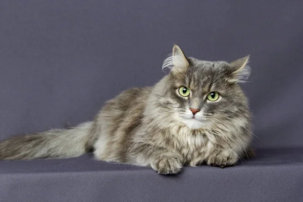 gri tüylü kedi 