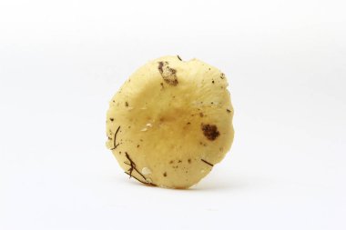 Beyaz arka planda taze mantarlar