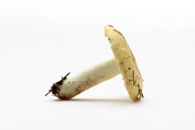 Beyaz arka planda taze mantarlar