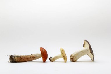 Beyaz arka planda taze mantarlar