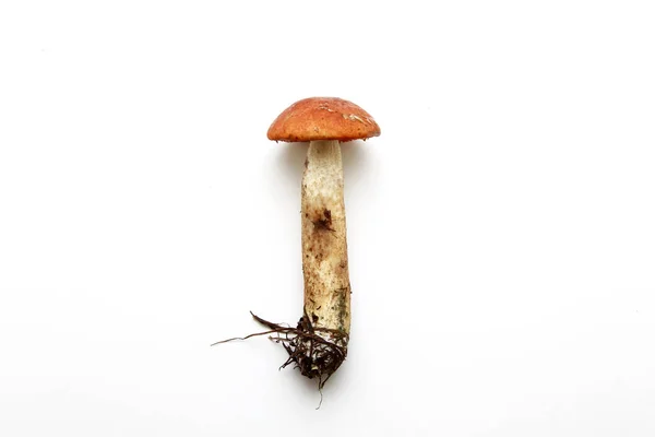 Fresh mushrooms on a white background Stock Picture