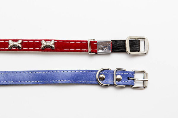 Collar for cat or dog on white background