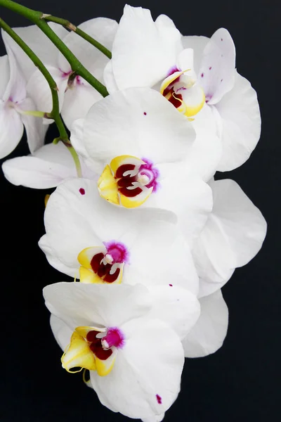 Fehér orchidea fekete háttér — Stock Fotó