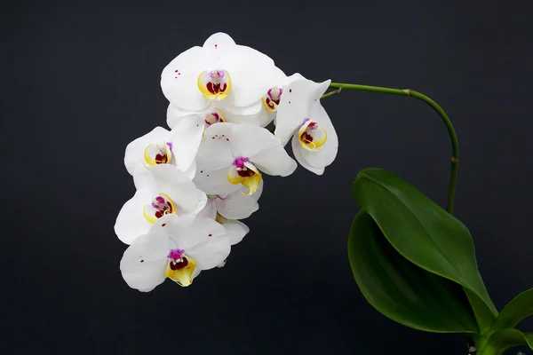 Biała orchidea na czarnym tle — Zdjęcie stockowe