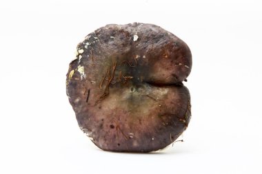 Beyaz bir arka plan üzerinde taze orman mantar