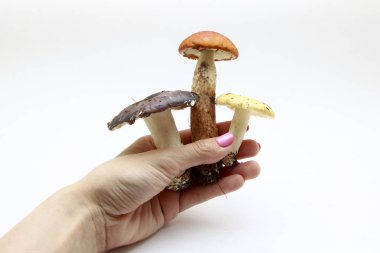 Beyaz bir arka plan üzerinde taze orman mantar