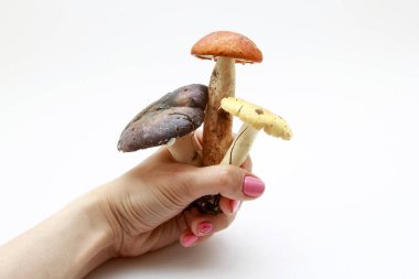 Beyaz bir arka plan üzerinde taze orman mantar