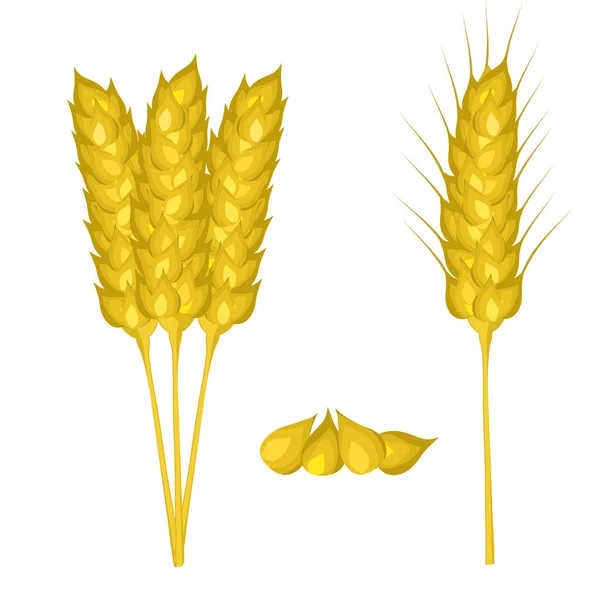 Orecchie di grano impostato da vicino sul bianco. Illustrazione vettoriale, punti 10 — Vettoriale Stock