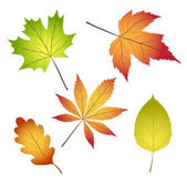 kolekce krásné barevné podzimní listí izolovaných na bílém b