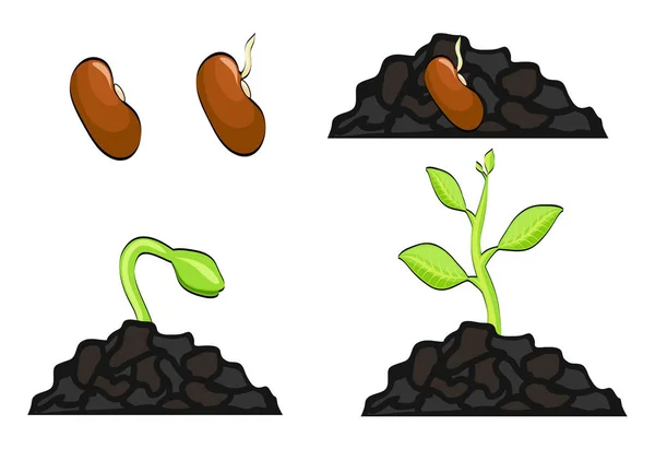 Estágios de crescimento de plantas desde a semente até o broto. Ilustração vetorial, ep — Vetor de Stock