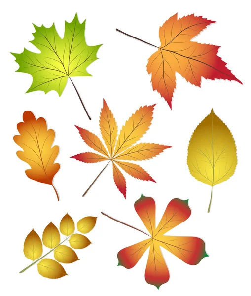 Collection belles feuilles d'automne colorées isolées sur blanc b — Image vectorielle