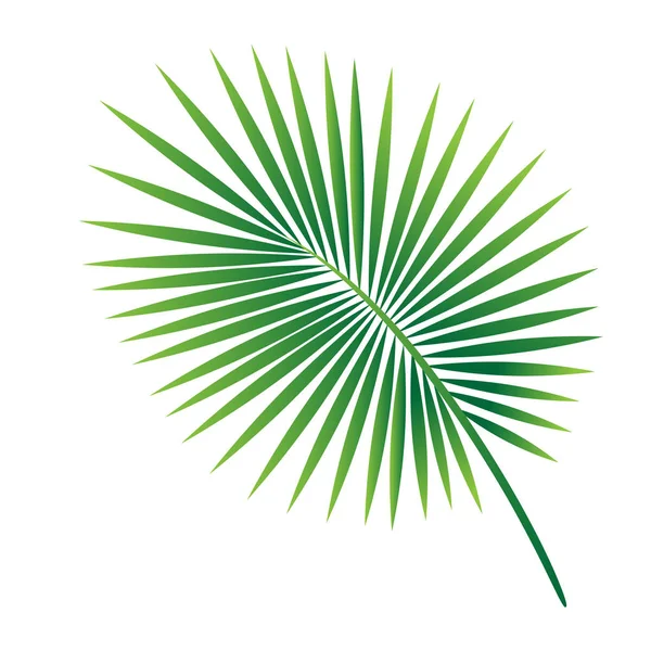 Folha de palma tropical vetorial isolada sobre fundo branco — Vetor de Stock