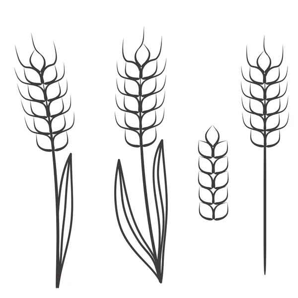 Espigas de trigo tornillo aislado en blanco, vector de stock ilustración — Vector de stock