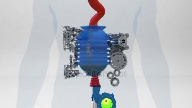 Sindirim süreçleri gösterimi