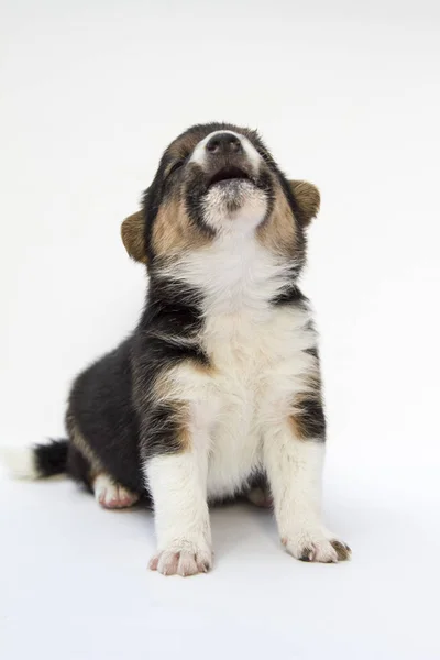 Een Gemengd Rashond Een Witte Achtergrond — Stockfoto