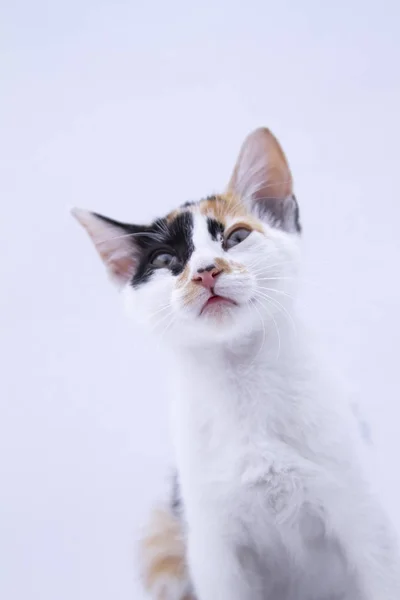 Mixed Breed Cat Background White — Stock Photo, Image