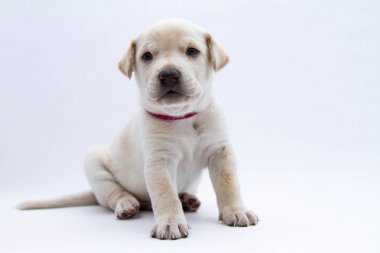 Arka plan beyaz karışık doğurmak köpek
