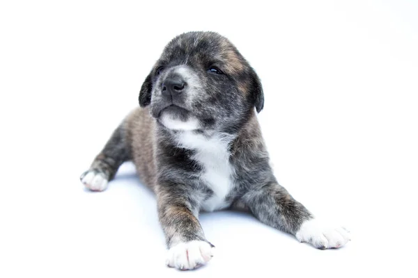 Mixed Breed Dog Background White — Stock Photo, Image