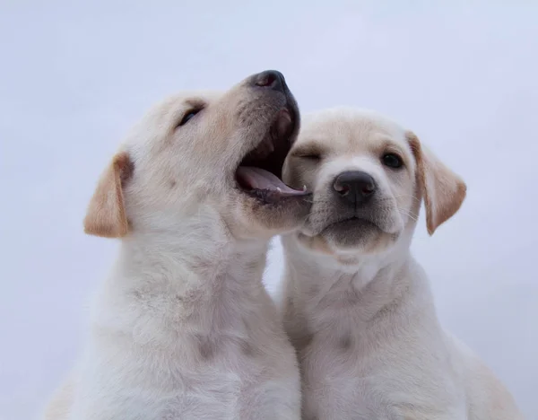 Pies Mieszaniec Dwóch Białe Tło — Zdjęcie stockowe