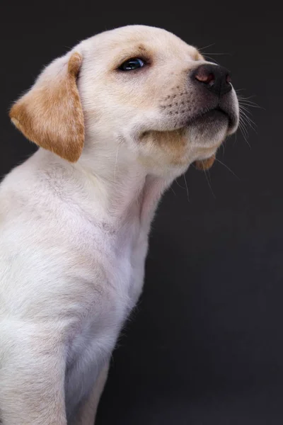 Ein Weißer Mischlingshund Hintergrund Schwarz — Stockfoto