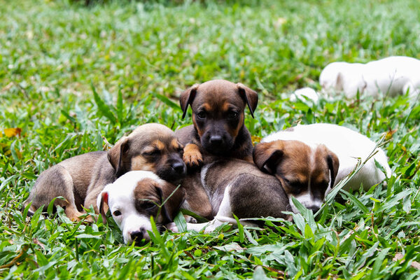 Camada de cachorros, de raza mixta, en el rebeldo
