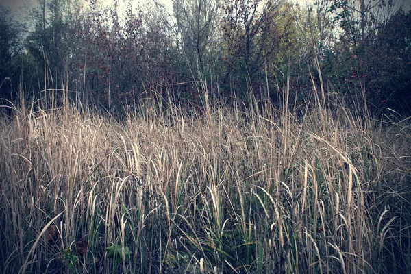 Straszne trawy w Czarnobylu — Zdjęcie stockowe