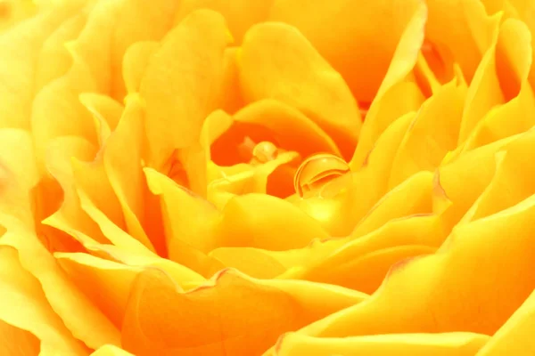 Rose jaune avec gouttes de rosée en gros plan — Photo