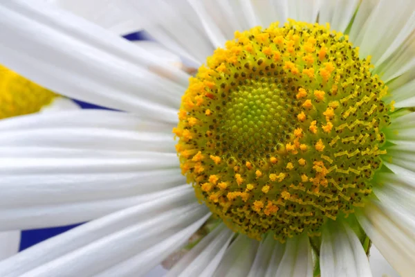 Kwiat rumianku z bliska streszczenie tło — Zdjęcie stockowe