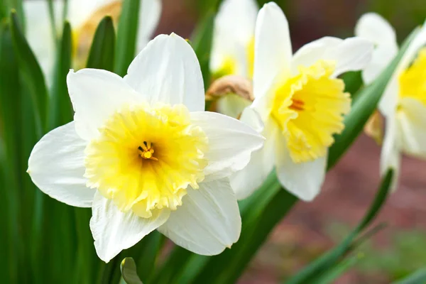 Narcissus kwiat z bliska. Kwiat – symbol Wielkanocy. — Zdjęcie stockowe