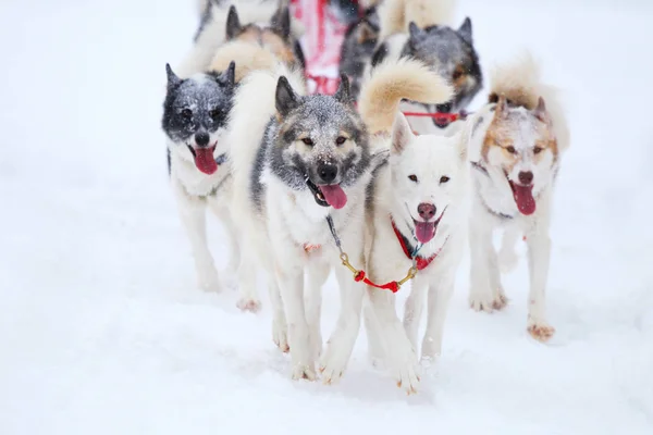 Carrera de perros de tiro — Foto de Stock