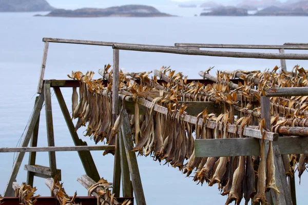 COD stockfish. Průmyslový rybolov v Norsku — Stock fotografie