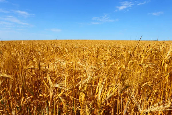 Фермерское поле. Пшеница . — стоковое фото