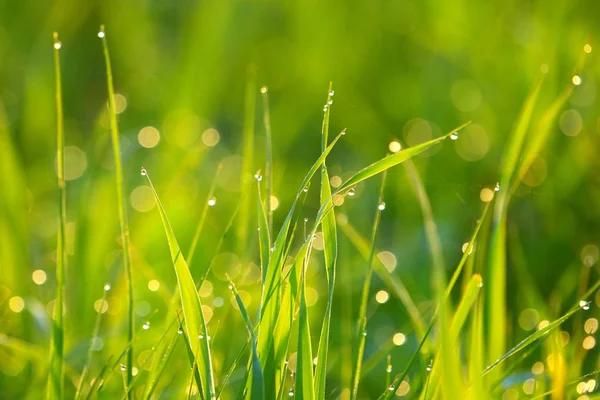 Fondo de hierba verde. Naturaleza . — Foto de Stock
