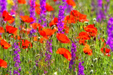 Çiçek alan. Bahar arka plan. Doğa.