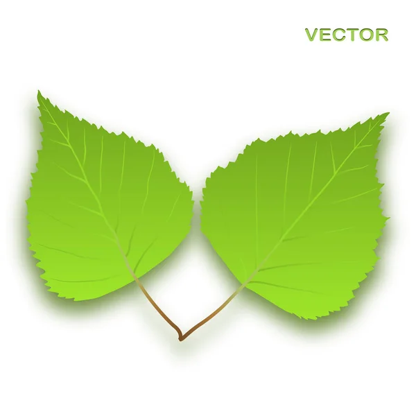 Zöld fa levelek, fehér — Stock Vector