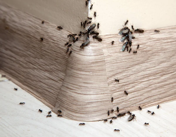 Hormigas en la casa — Foto de Stock