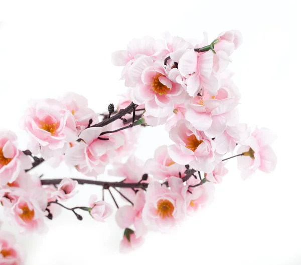 Sakura op een wit — Stockfoto