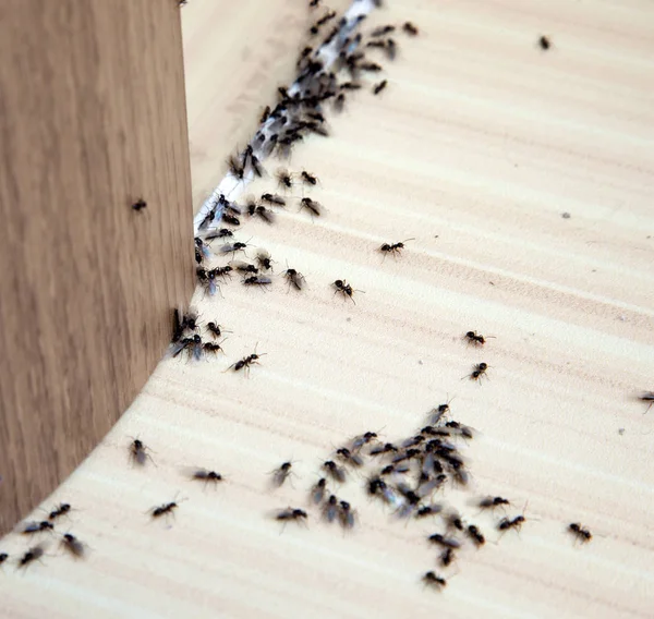 Ants in the house — Stock Photo, Image