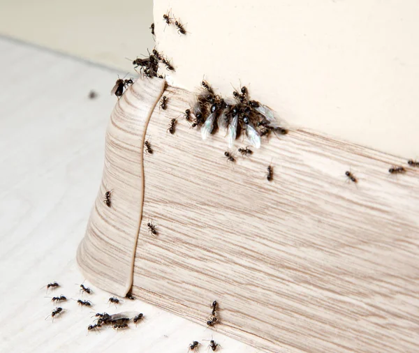 Mrówki w domu — Zdjęcie stockowe