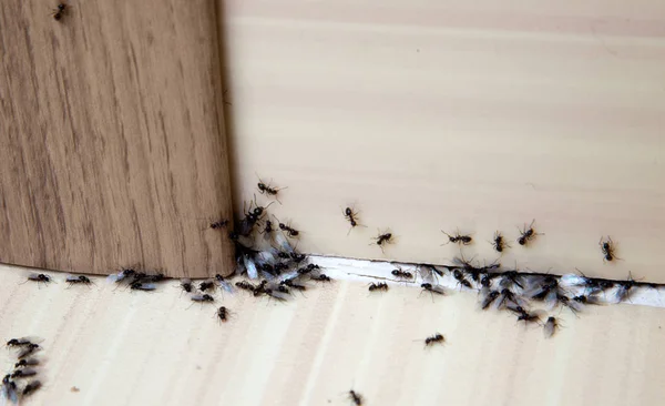 Mieren in huis — Stockfoto