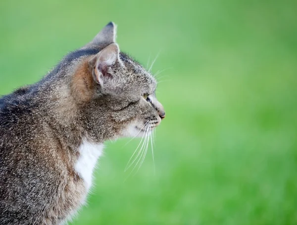 Katt profil — Stockfoto