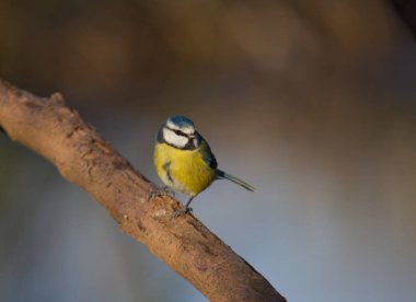 Blue Tit on a Branch at RSPB Middleton Lakes