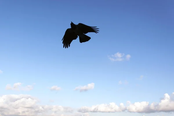Eine fliegende Möwe am Himmel — Stockfoto