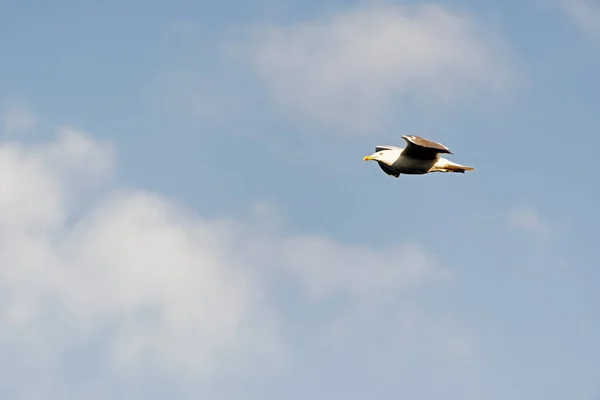 Eine fliegende Möwe am Himmel — Stockfoto